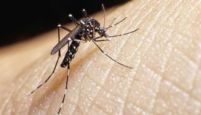 City Hall to mobilize schools, barangays vs&nbsp;dengue