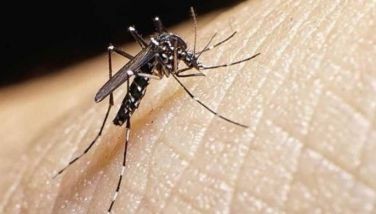 City Hall to mobilize schools, barangays vs dengue