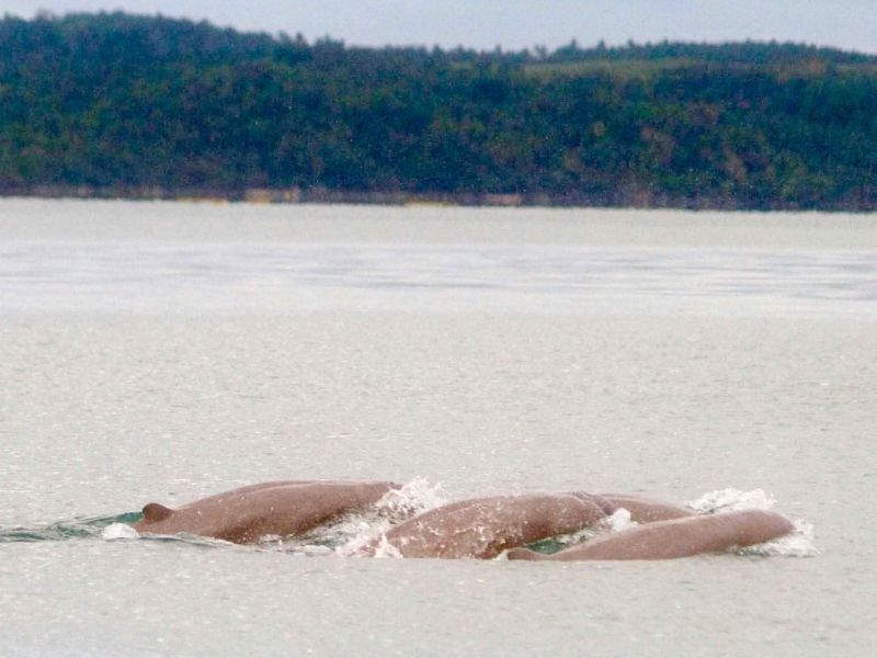 Conservation efforts intensified for Irrawaddy dolphins after San Miguel Bay sighting