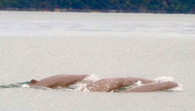 Conservation efforts intensified for Irrawaddy dolphins after San Miguel Bay sighting