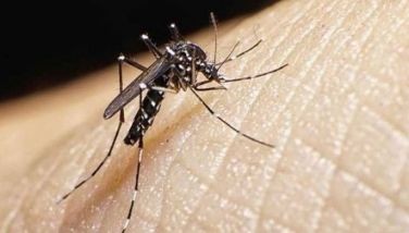 93,155 dengue cases reported this year