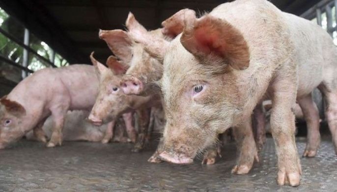 Negros Occidental eyes pork floor price