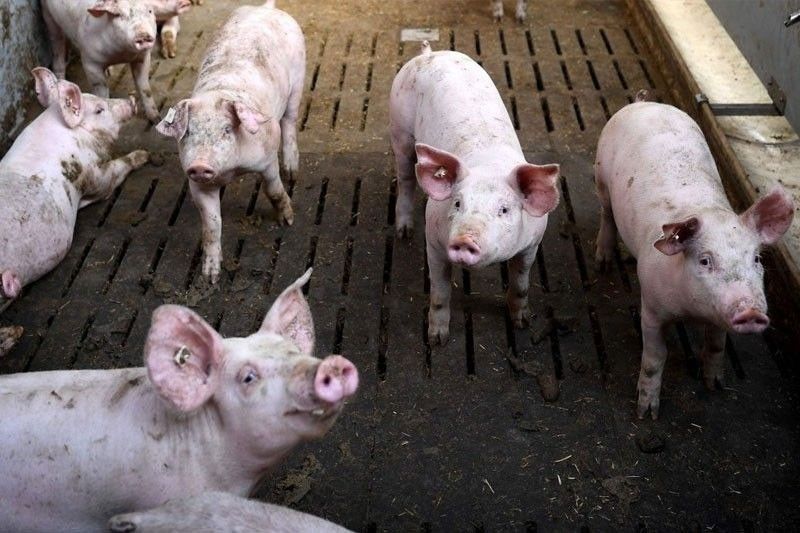 ASF-infected hog carcasses dumped in Benguet town