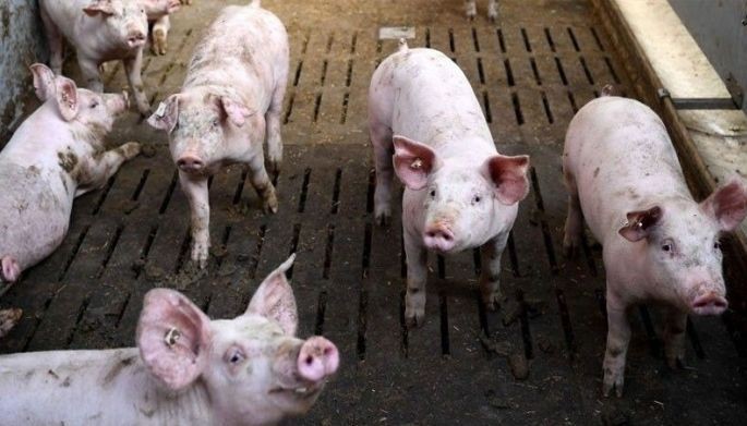 ASF-infected hog carcasses dumped in Benguet town