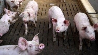 ASF-infected hog carcasses dumped in Benguet town
