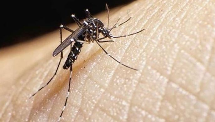 DOH dengue, leptospirosis fast lanes iniutos ni Pangulong Marcos
