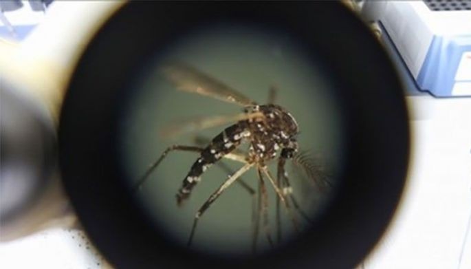 Basilan logs 675 dengue cases