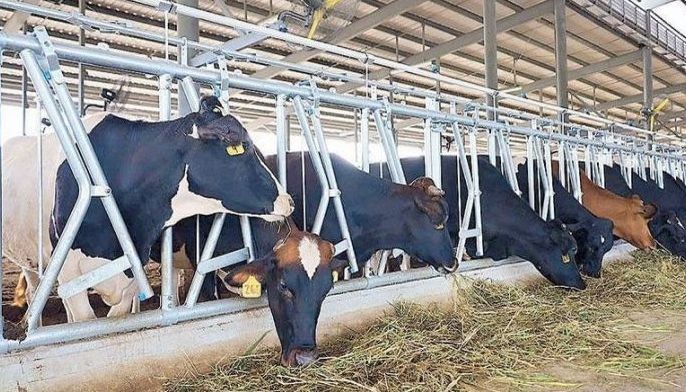 Dairy industry posts gains in six months