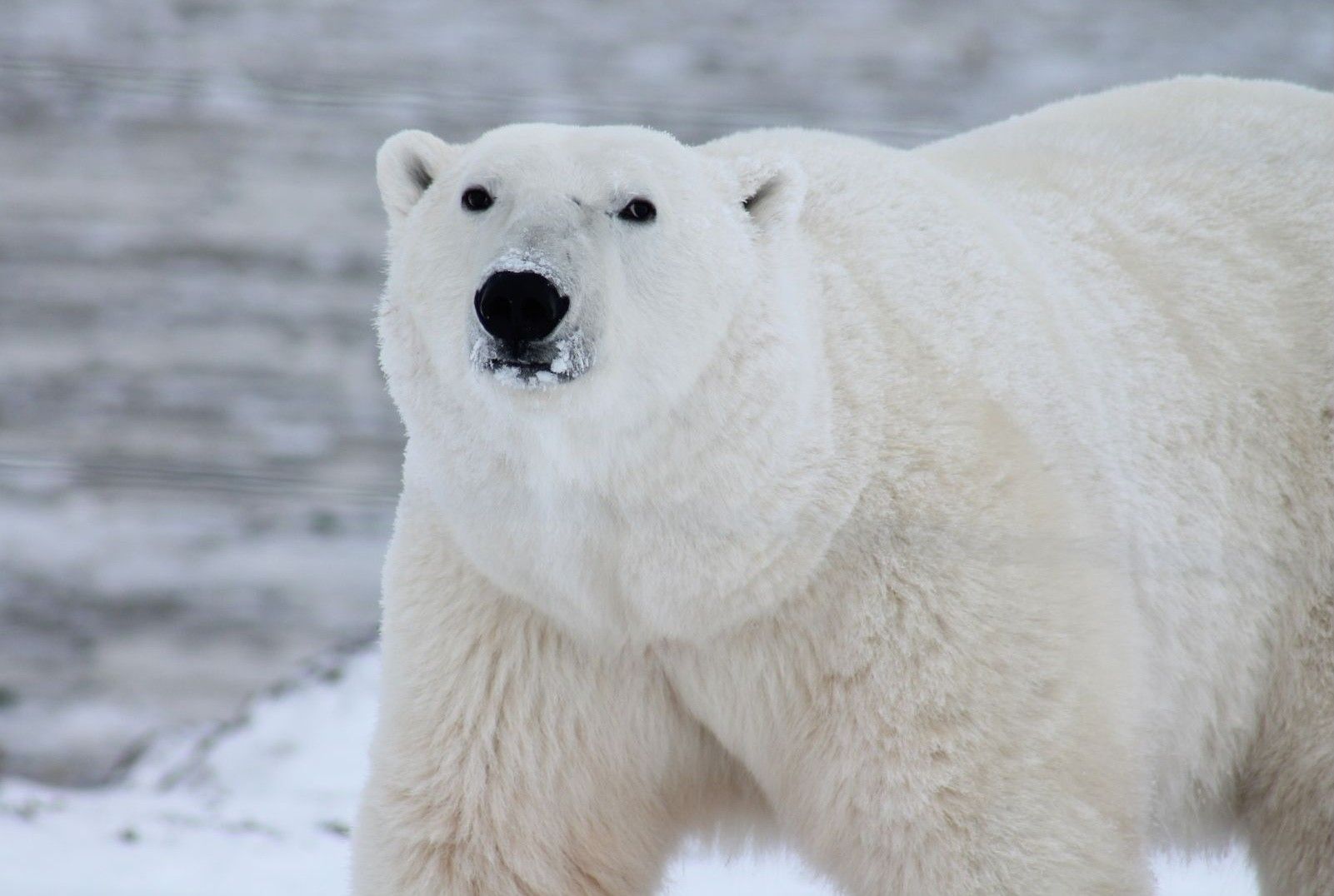 Never wake a sleeping bear — or pay a hefty fine in the Arctic