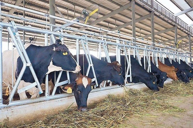 Dairy imports grow 2% in first semester