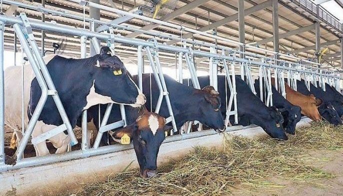 Dairy imports grow 2% in first semester