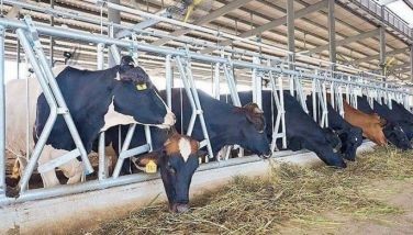 Dairy imports grow 2% in first semester