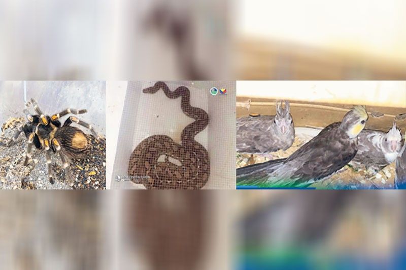 Rescued animals turned over to DENR