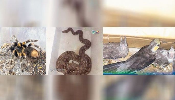 Rescued animals turned over to DENR