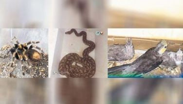 Rescued animals turned over to DENR