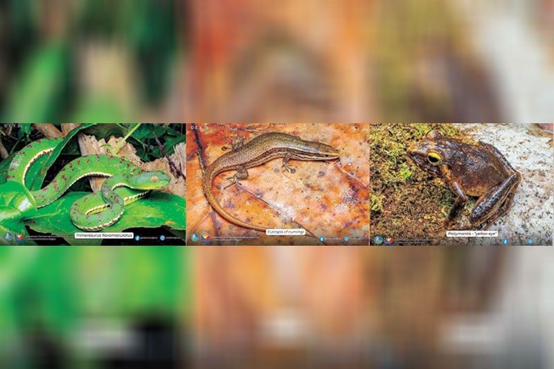 Potential new amphibian, reptile species found in Apayao forest