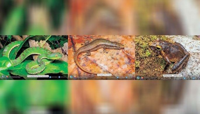 Potential new amphibian, reptile species found in Apayao forest