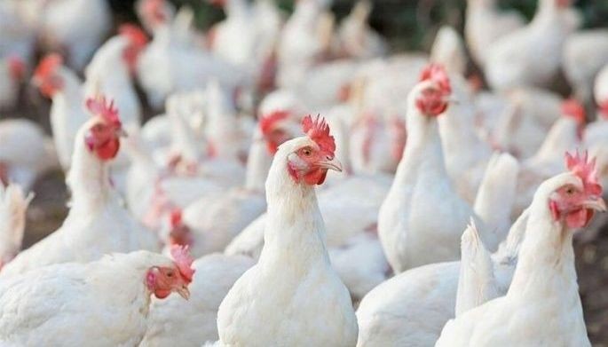 DA lifts poultry import ban on 2 US states