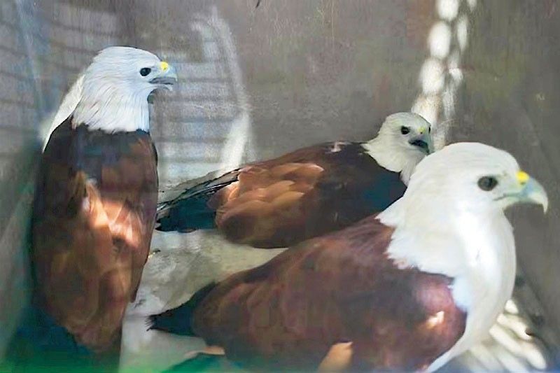 3 raptors set free in Bulacan natural park