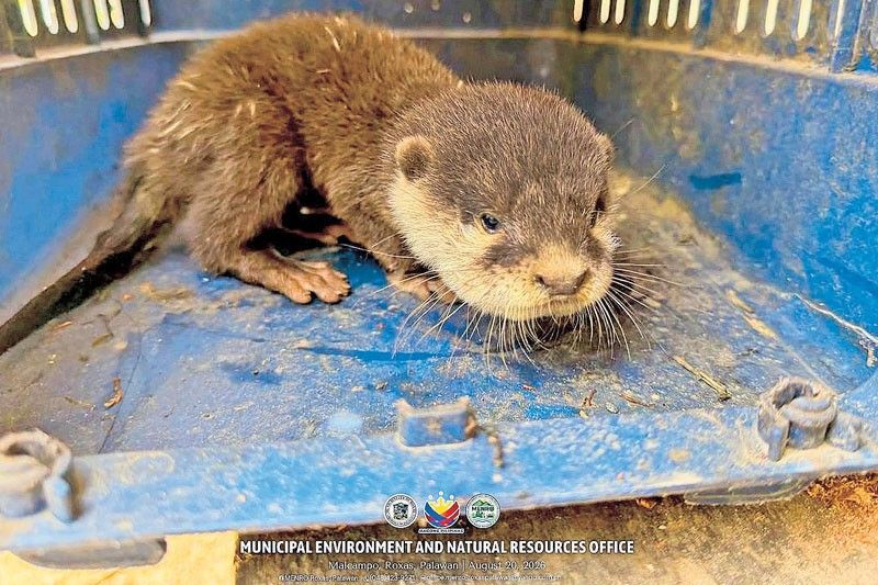 Rare otter species rescued in Palawan