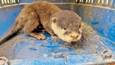 Rare otter species rescued in Palawan