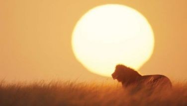 The documentary &acirc;??LION&acirc;?? follows a lion cub named Kio over four years as he grows into adulthood and, eventually, fights his way to becoming a king. It was filmed in Kenya&acirc;??s Maasai Mara and required an extraordinary commitment from the production team, which spent years following the same pride and waiting for nature to reveal the story.