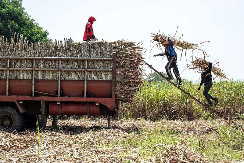 Farmers see higher mill prices as sweetener imports tighten
