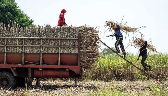 Farmers see higher mill prices as sweetener imports tighten