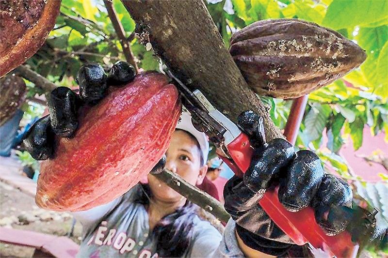 Favorable market conditions seen as sweet boost for cacao industry