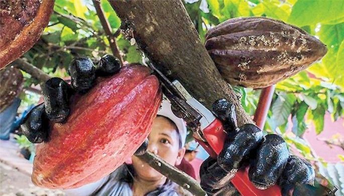 Favorable market conditions seen as sweet boost for cacao industry