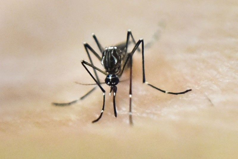 DOH logs 117,952 dengue cases
