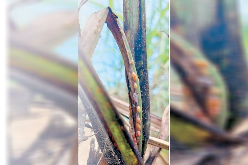 Sugar output at risk from pest infestation