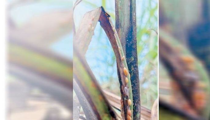 Sugar output at risk from pest infestation