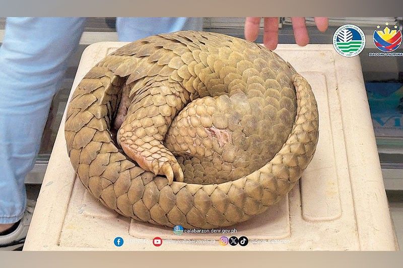 Pangolin rescued in Cavite