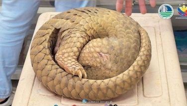 Pangolin rescued in Cavite