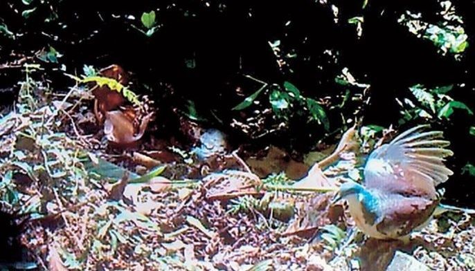 Mindoro bleeding-heart pigeon spotted after 20 years