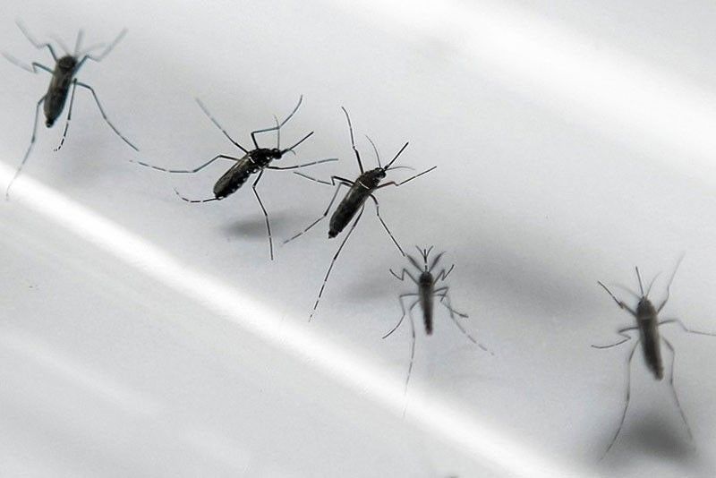 128,634 dengue cases reported this year