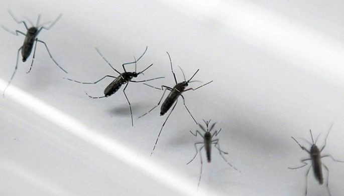 128,634 dengue cases reported this year