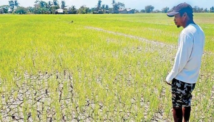 El Ni&ntilde;o impact on rice harvest seen lessening