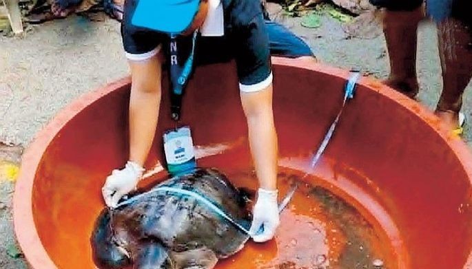 2 marine turtles rescued in Zambales