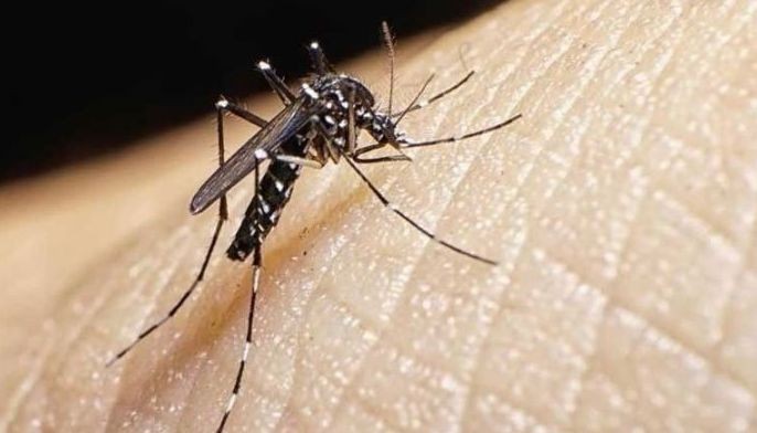 In Cebu City: Dengue toll triples
