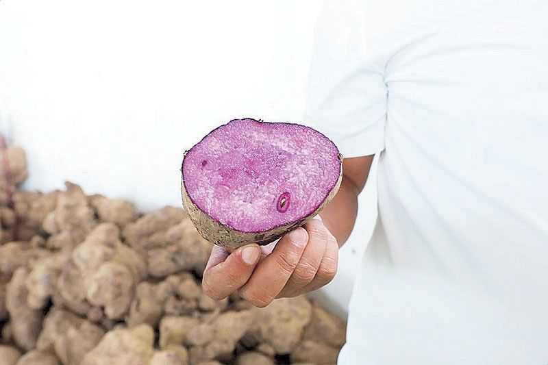 Ube industry growth stalled by supply gaps
