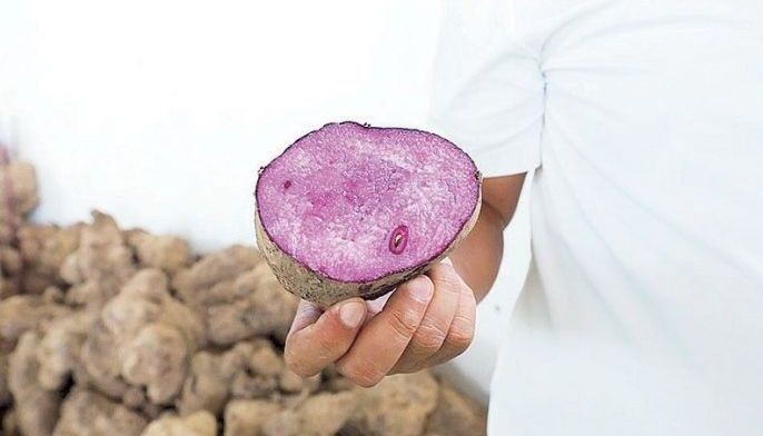 Ube industry growth stalled by supply gaps