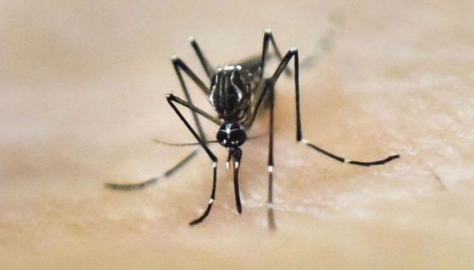 ILIs, dengue, at leptospirosis sa Maynila; tumaas