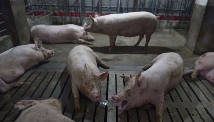 DA mulls P210/kilo floor price for hogs