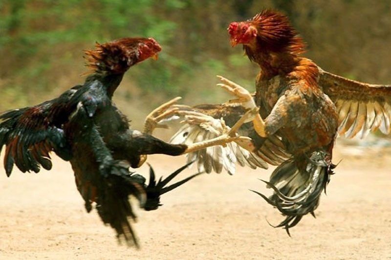 16 arrested for online cockfight games in Rizal