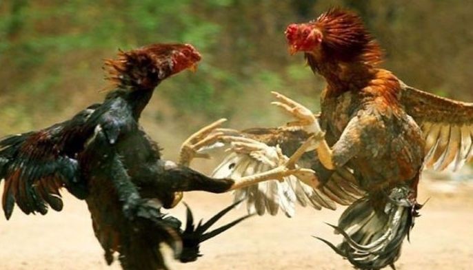 16 arrested for online cockfight games in Rizal