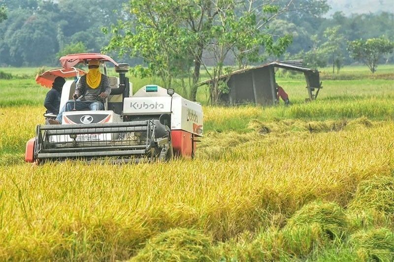 DA: High August palay prices to help farmers