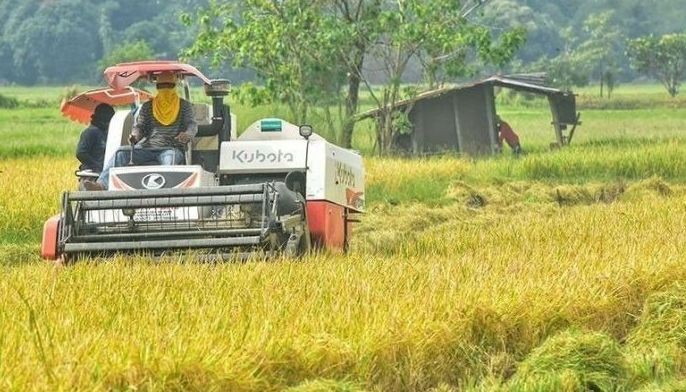 DA: High August palay prices to help farmers