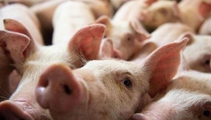Police personnel have been deployed in the affected areas to enforce strict isolation and prevent the movement of potentially infected animals.